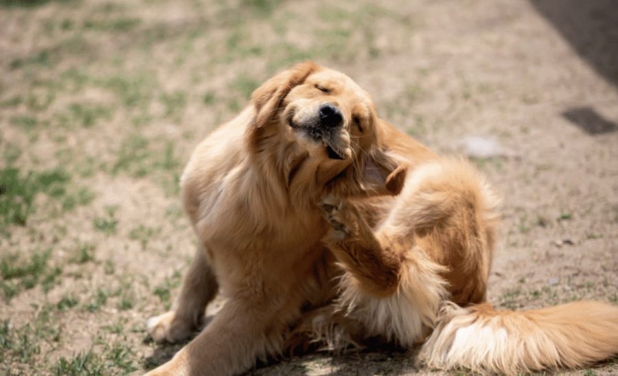 Help your pet to ditch that itch