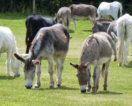 Donkeys set to support Richmond Purple Poppies Exhibition at REME Museum, Lyneham, Wiltshire
