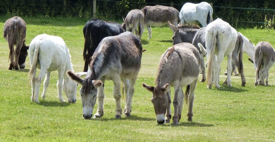 Donkeys set to support Richmond Purple Poppies Exhibition at REME Museum, Lyneham, Wiltshire