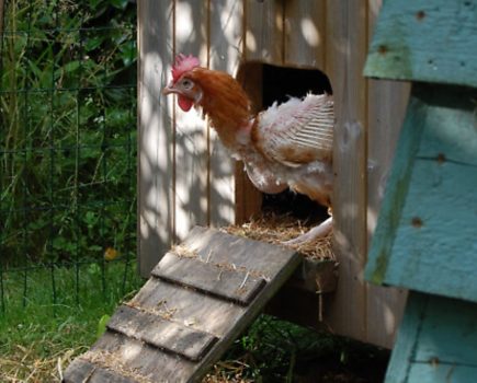 Ex-battery hens get a new home