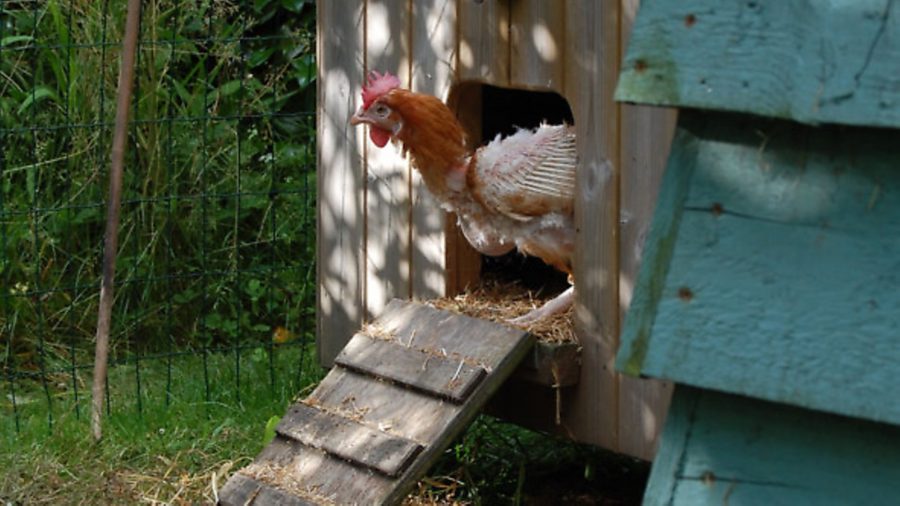 Ex-battery hens get a new home