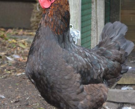 Charlotte’s Chickens: nervous new arrivals