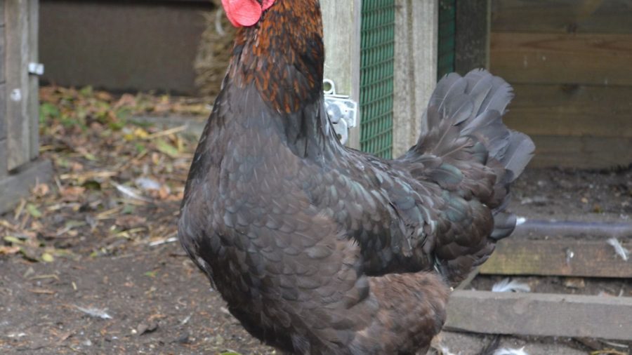 Charlotte’s Chickens: nervous new arrivals