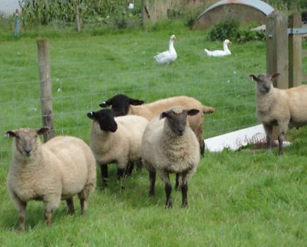 Smallholding on a shoestring budget