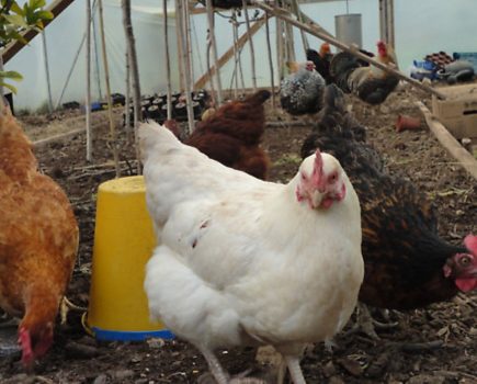 Bird flu measures to be eased