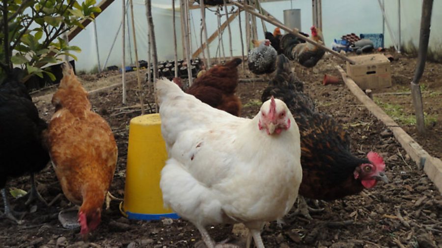 Bird flu measures to be eased