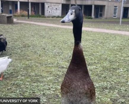 Statue memorial to campus duck approved