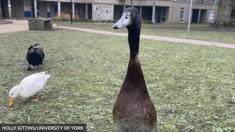 Statue memorial to campus duck approved