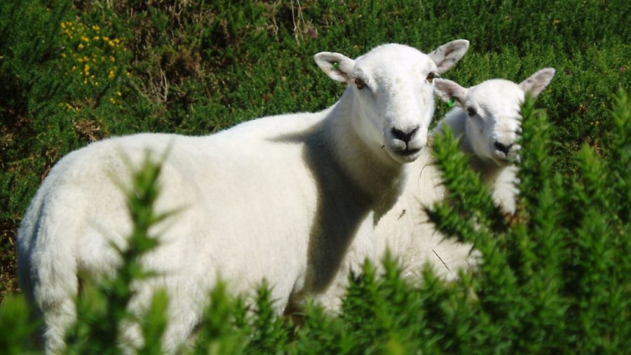 Sheep husbandry: Get the best from your flock