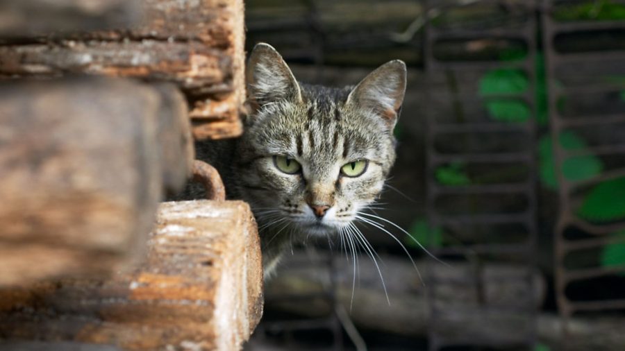 Should I get a feral cat for rodents on my smallholding?