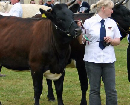 Top tips on showing cattle at shows