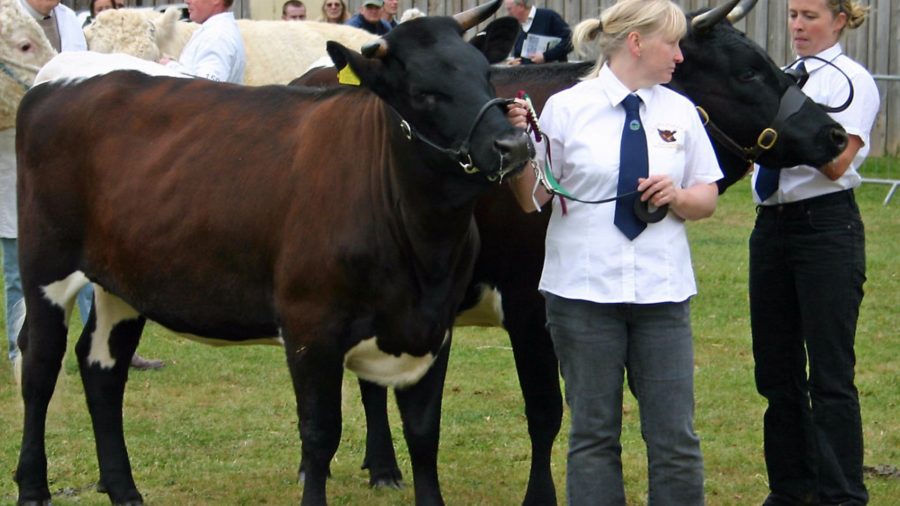 Top tips on showing cattle at shows