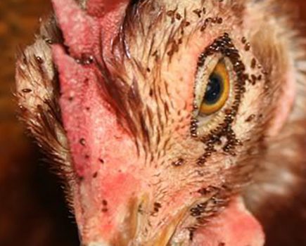 How to prevent mites in chickens