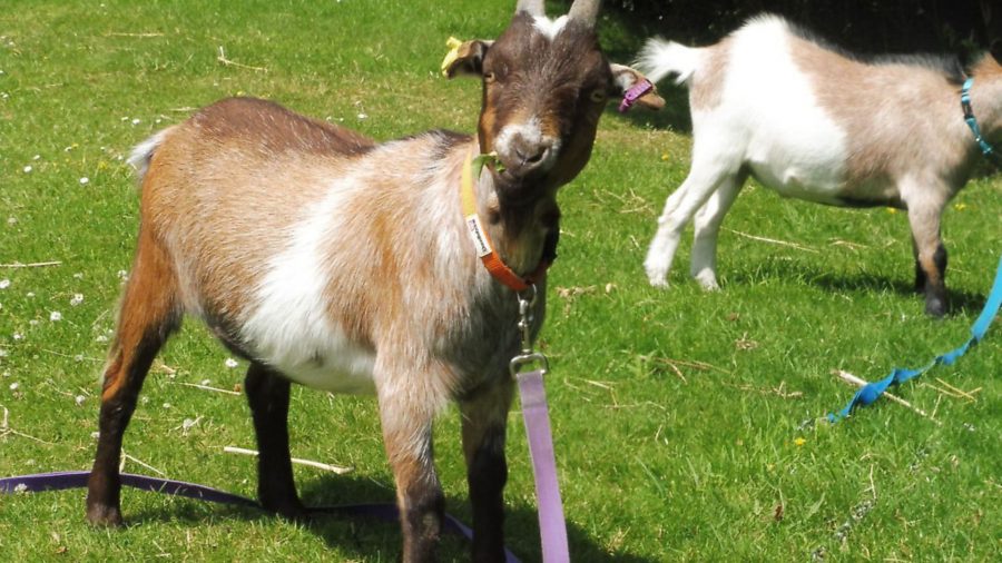Getting started with goats: Buying stock, meat, milking, foot care and more