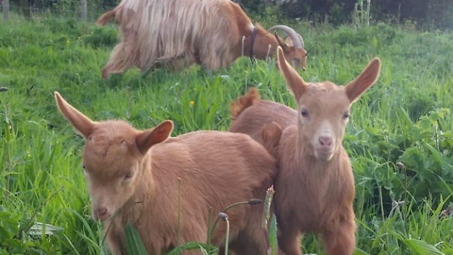 4 things you need to know about becoming a goatkeeper