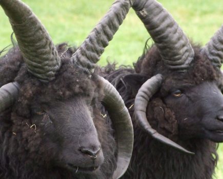 Wonders of the Hebridean breed of sheep
