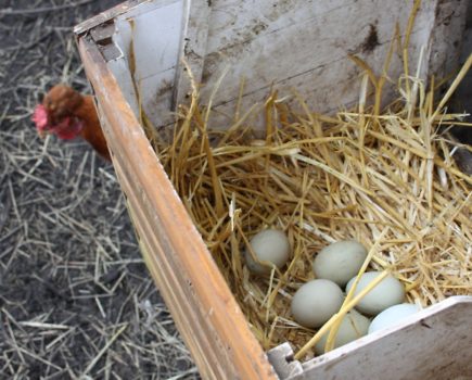 Julian Hammer: Honesty box for my surplus chicken eggs