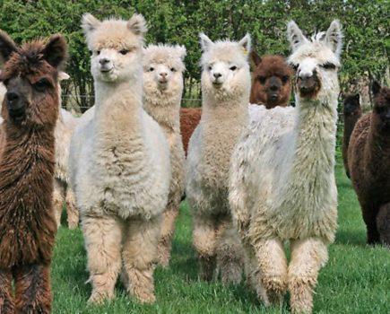 Alpacas are gentle and fun!