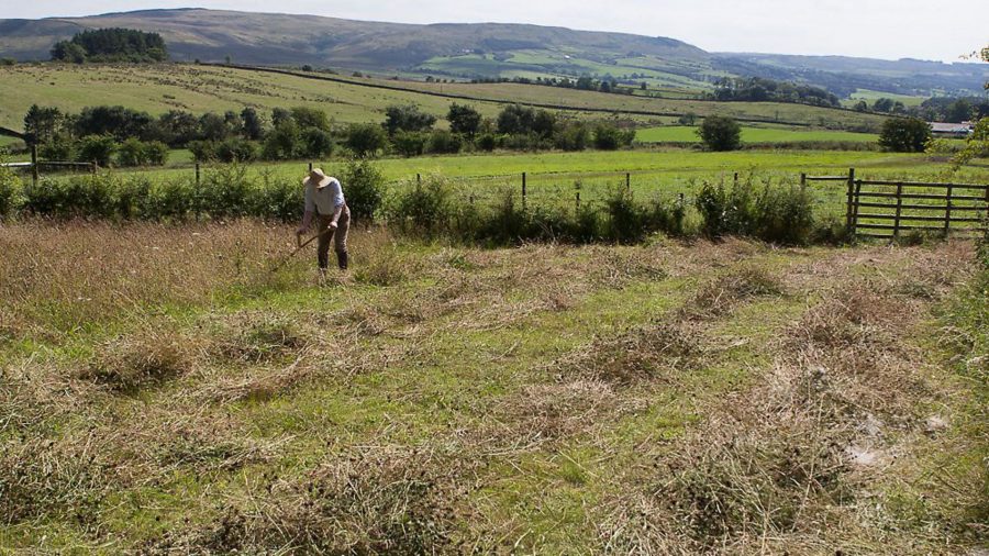 The benefits of wildflower meadows on smallholdings