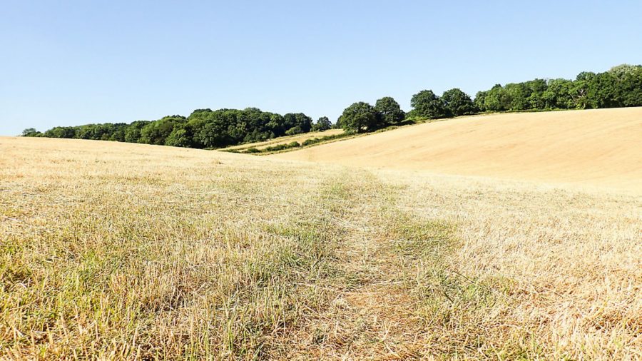 British smallholders feel the effects of the sweltering summer