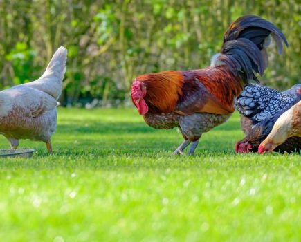 Newcastle Disease ‘likely’ to hit UK poultry flocks