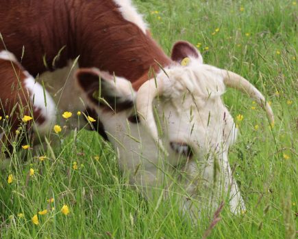 5 ways your livestock can self-medicate through grazing practices