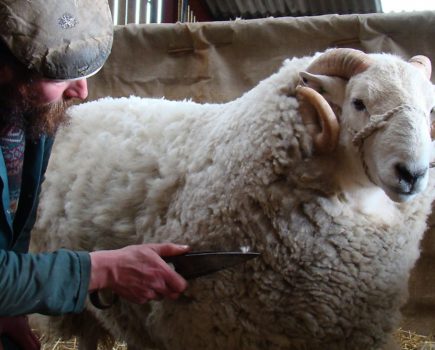 Guide to showing sheep at local agricultural shows
