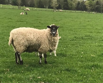What are the symptoms of Contagious ovine digital dermatitis in sheep?
