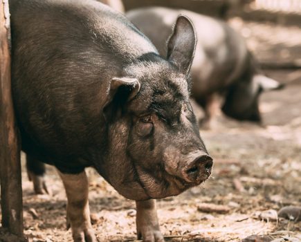 Dry, flaky skin in pigs: It could be sarcoptic mange