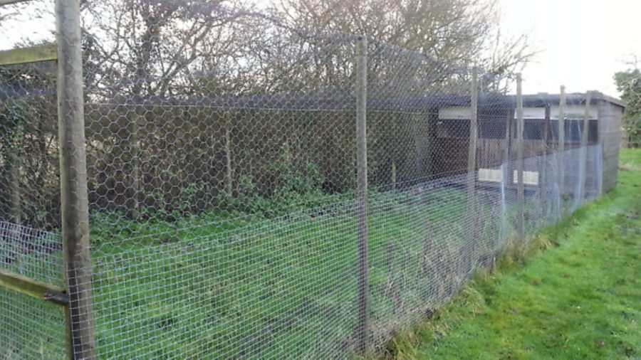 Security and fencing for your chickens