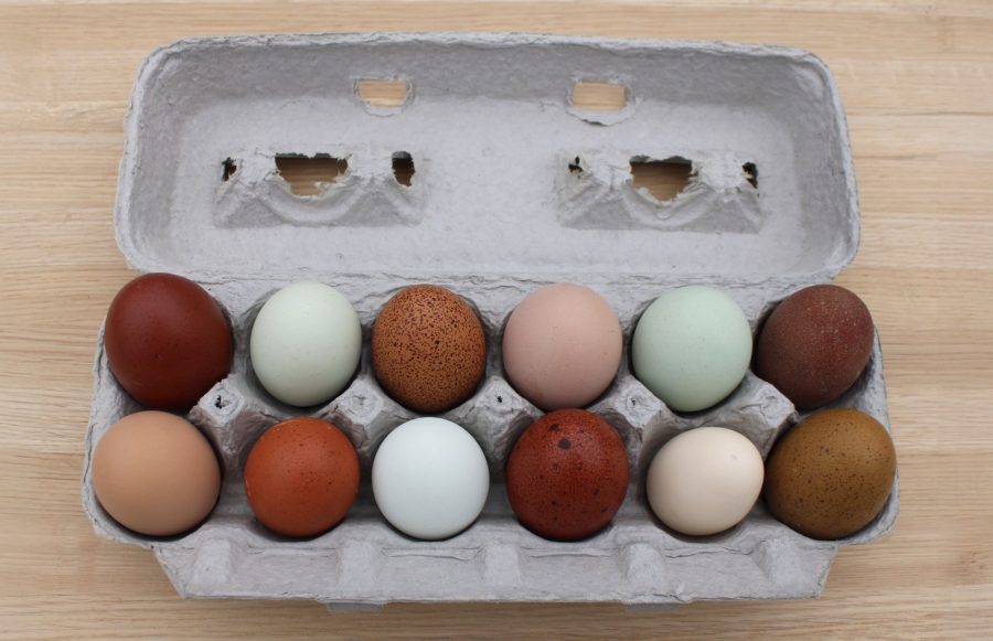 Ebay ban sale of hatching eggs