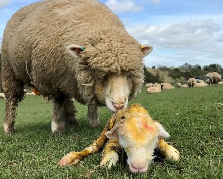 Lambing problems: tricky births and how to deal with them