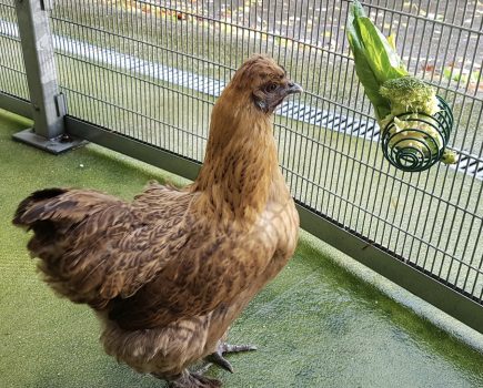 Top tips to keep your birds ‘hentertained’ as bird flu housing order is extended