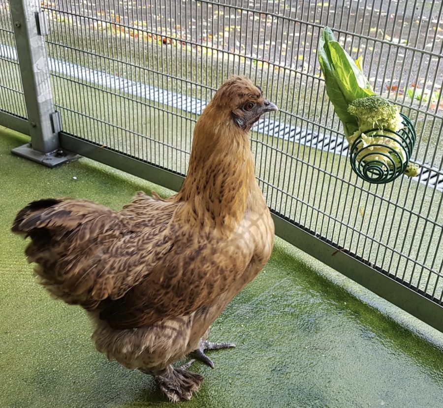 Top tips to keep your birds ‘hentertained’ as bird flu housing order is extended