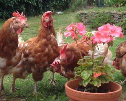 Ex-battery hens stole my heart