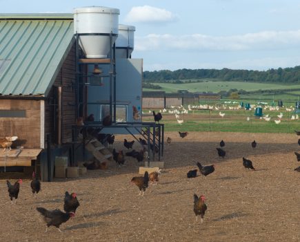 Poultry farmers call for UK-wide housing order to combat bird flu
