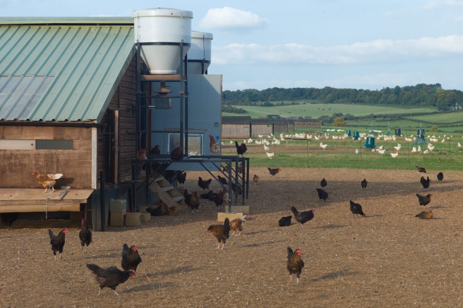 Poultry farmers call for UK-wide housing order to combat bird flu
