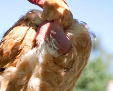 Chickens: garden enemies or allies?