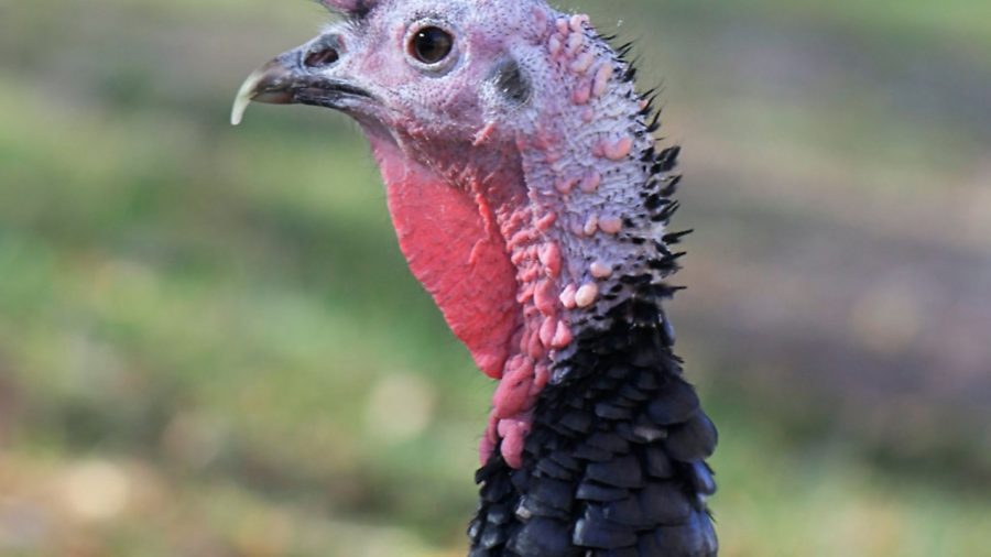 Research shows better leg health & tenderness in native breed turkeys
