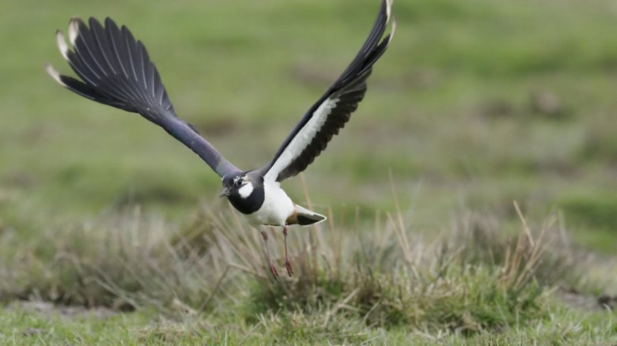 Land managers play a “crucial role” in UK songbird survival; help to prove it!
