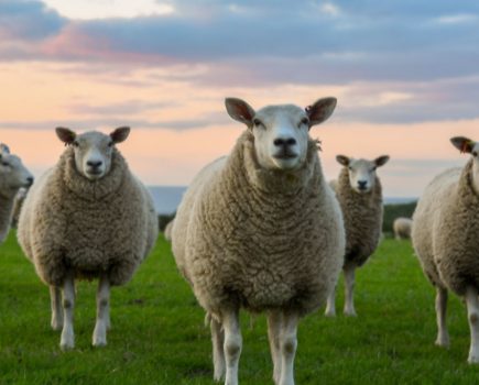 Introducing tree leaves to sheeps’ diet cut greenhouse gases, study suggests
