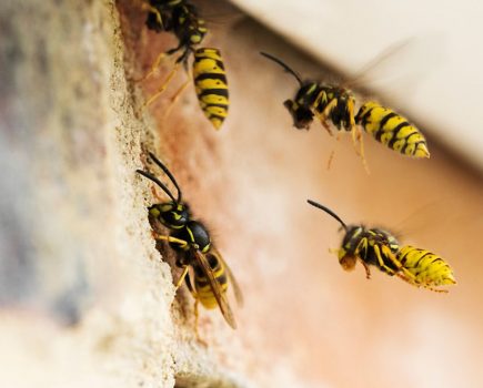 Trade body’s wasp warning for farmers