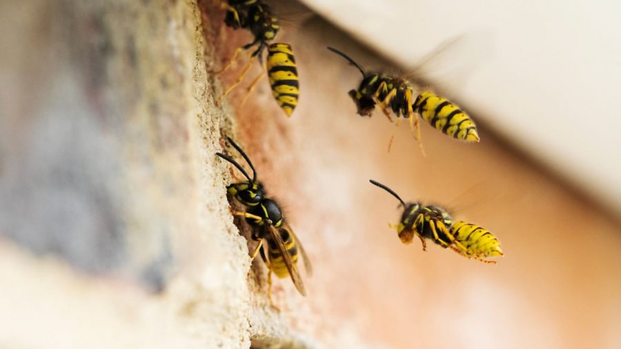 Trade body’s wasp warning for farmers