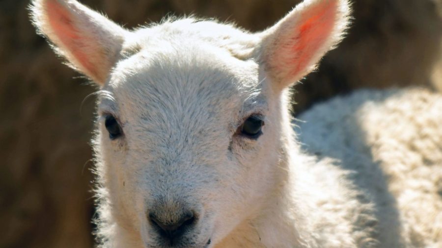 Poll shows fewer farmers routinely giving antibiotics to newborn lambs