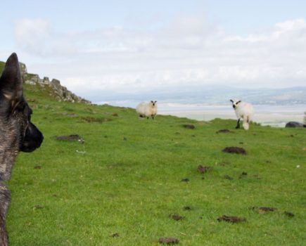 Survey launches to assess shocking impact of sheep worrying by dogs
