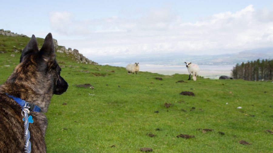 Survey launches to assess shocking impact of sheep worrying by dogs
