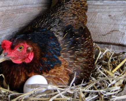 Ask our experts: leaving broody hens in nest boxes