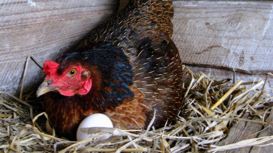 Ask our experts: leaving broody hens in nest boxes