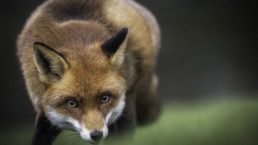 The fox attack that nearly ruined my business