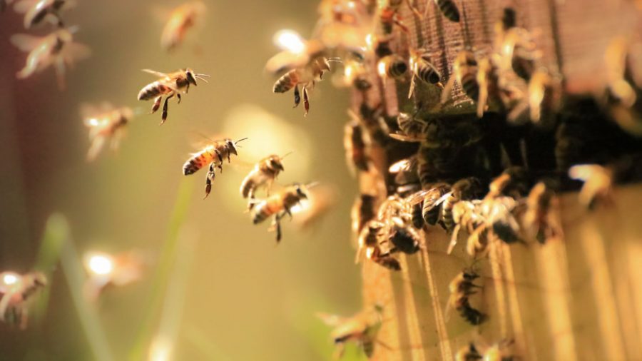 Save Britain’s bees! A webinar to address policies & best practice
